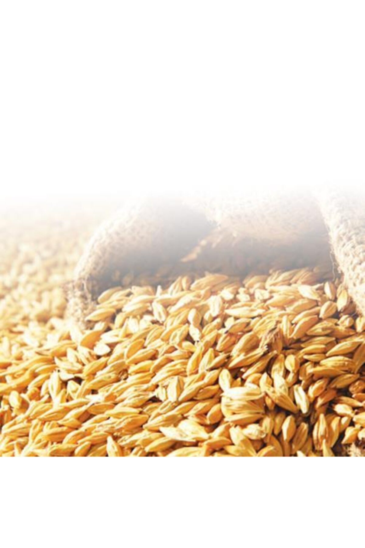 MSR ARPA PAKET 200 GR